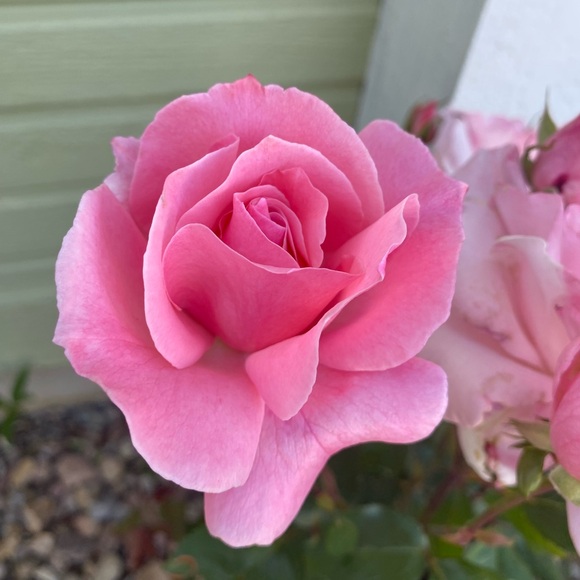 Hi 👋 I’m Tanja! I love Reselling great finds to add to your closet and home 😊 - Picture 7 of 16